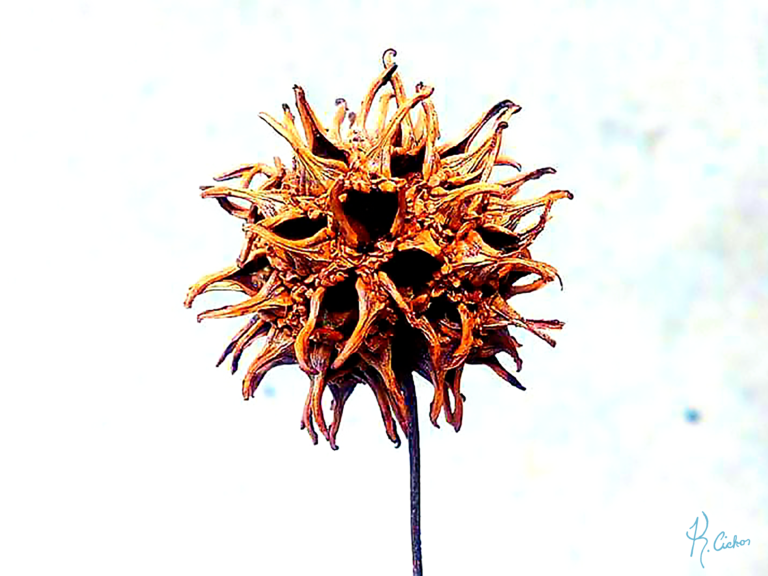 SWEETGUM